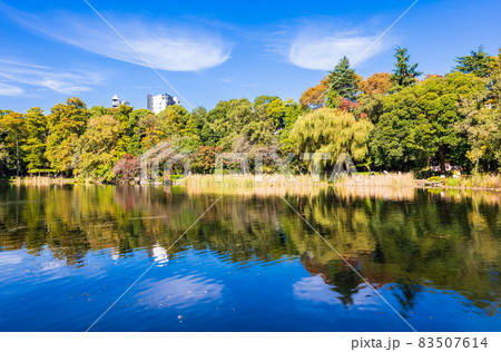 東京 井の頭公園 秋 東京 井の頭公園 秋 83507614