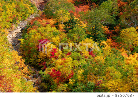 北海道秋の風景 十勝岳連峰の紅葉 北海道秋の風景 十勝岳連峰の紅葉 83507637
