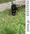 犬 83507650