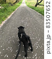 犬 83507652