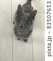 猫 83507653