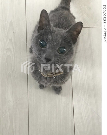 猫 83507653