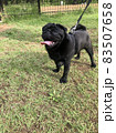 犬 83507658