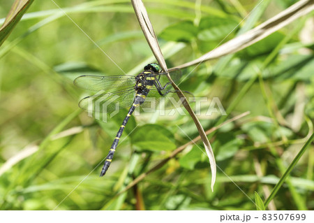 オニヤンマ 83507699