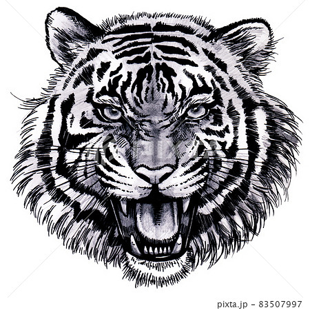 口を開けて吠えている虎の顔のイラストのイラスト素材