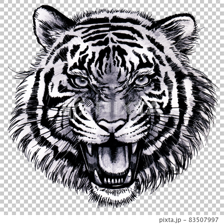 老虎張著嘴吠叫的插圖 老虎張著嘴吠叫的插圖 83507997