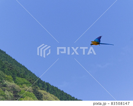 飛翔するルリコンゴウインコ 83508147