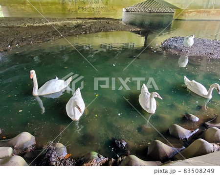 掃き溜めに鶴ならぬ白鳥 83508249