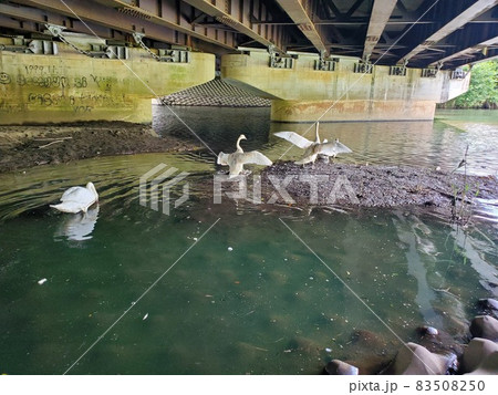 餌を探しに出発進行の白鳥たち 餌を探しに出発進行の白鳥たち 83508250