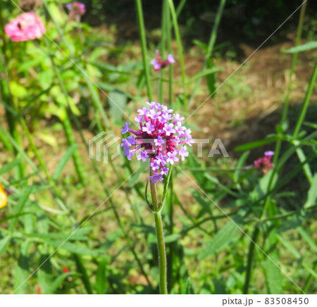 秋に咲く紫色の花バーベナの写真素材