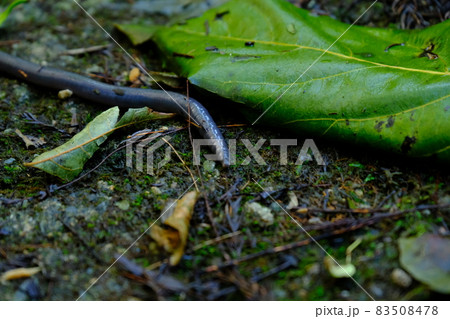 シーボルトミミズ 83508478