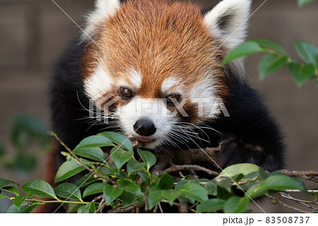 可愛いレッサーパンダの写真素材