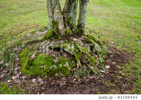 The trees trunks and stone on the lawn in park at autumn in Finland. 83509493