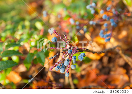 Shrub with blue berries of berberis with dew drops in Finland at autumn. Shrub with blue berries of berberis with dew drops in Finland at autumn. 83509530