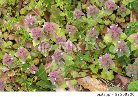 ヒメオドリコソウ ヒメオドリコソウ 83509800