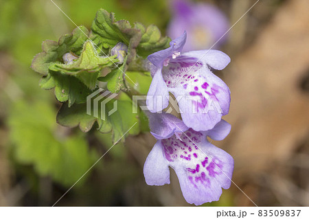 カキドオシ カキドオシ 83509837