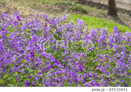 ムラサキハナナ ムラサキハナナ 83510041