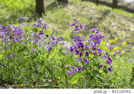 ムラサキハナナ 83510043
