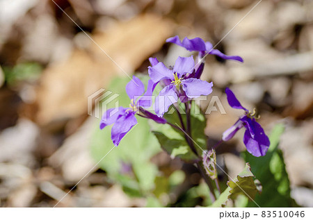 ムラサキハナナ 83510046