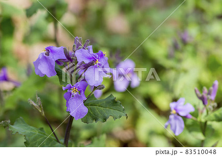 ムラサキハナナ ムラサキハナナ 83510048