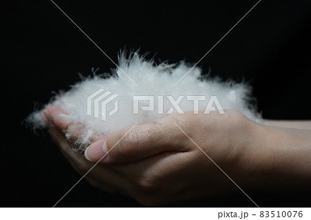 水鳥のふわふわした羽毛のイメージ素材 水鳥のふわふわした羽毛のイメージ素材 83510076