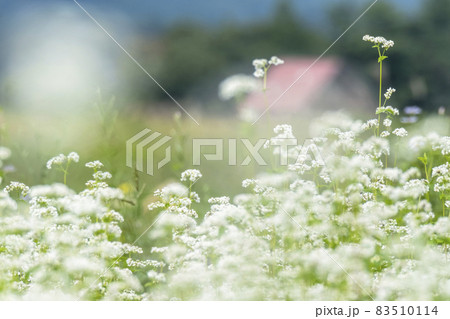 そばの花（蒜山高原） 83510114