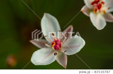 Butomus is an umbrella-shaped flowering plant growing on the shores of water bodies Butomus is an umbrella-shaped flowering plant growing on the shores of water bodies 83510787