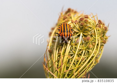 Red and black Striped bug or Italian striped bug, Minstrel bug - Graphosoma lineatum 83510835