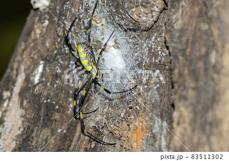 ジョロウグモ 83511302