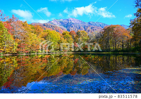 刈込池の紅葉 白山 三ノ峰 大野市の写真素材 [83511578] - PIXTA