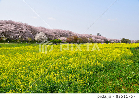 桜景　幸手権現堂公園 83511757