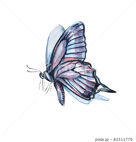 Watercolor colorful butterflie, isolated on white background. Blue, yellow butterfly spring illustration. 83511770