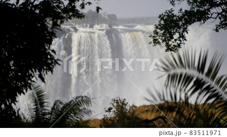 グレートビクトリア 83511971