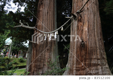 翁杉・媼杉 翁杉・媼杉 83512100