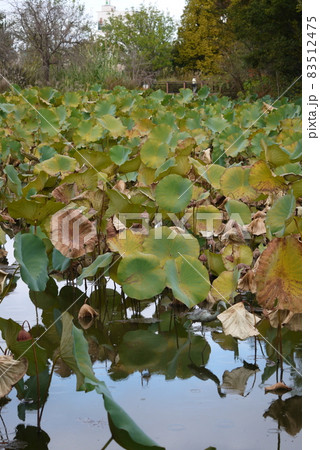 蓮の池 蓮の池 83512475