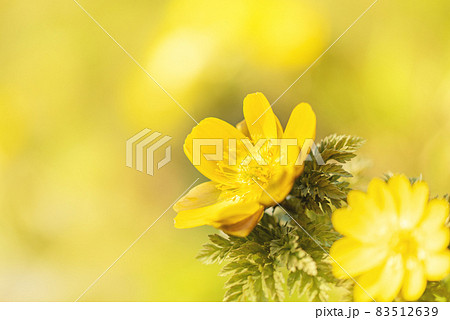 春の訪れを告げる里の野花 春の訪れを告げる里の野花 83512639