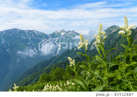 山頂の花畑 83512887