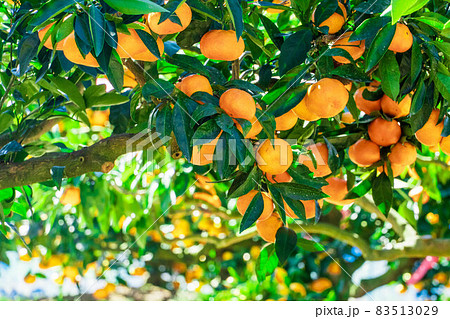 食欲の秋 みんなでミカン狩り 食欲の秋 みんなでミカン狩り 83513029