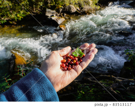 Hand with wild blackcurrant berries on the background of a mountain stream. Gifts of nature, food on the hike. 83513117