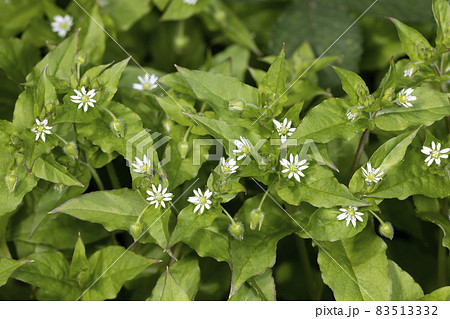 ウシハコベ 83513332