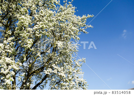 青空と明るい日差しの下の満開の小さい白い桜　ロンドン郊外のキューガーデンにて 83514058