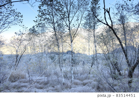 田代湿原の朝 83514451