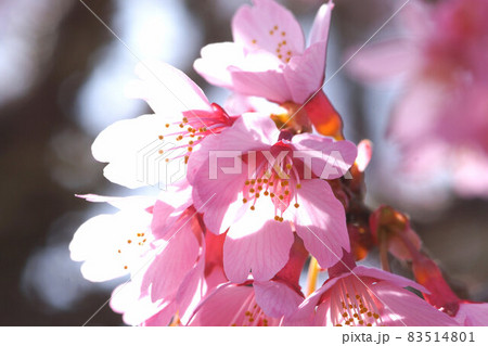 おかめ桜 ピンク 3月 おかめ桜 ピンク 3月 83514801