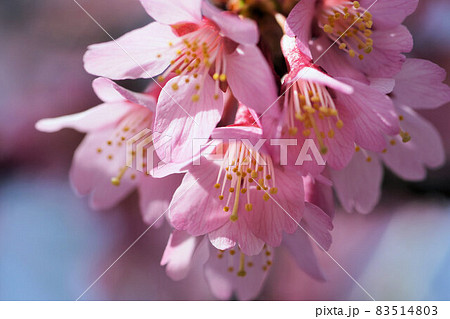 おかめ桜 ピンク 3月 おかめ桜 ピンク 3月 83514803