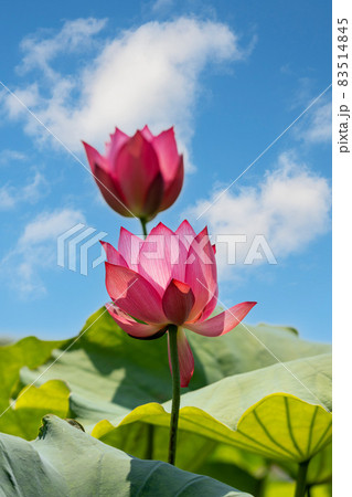 滋賀県　草津市立水生植物園　蓮 83514845