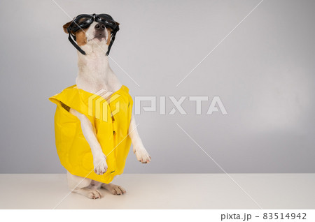 Portrait of jack russell terrier dog in life jacket and goggles for snorkeling on white background. Portrait of jack russell terrier dog in life jacket and goggles for snorkeling on white background. 83514942