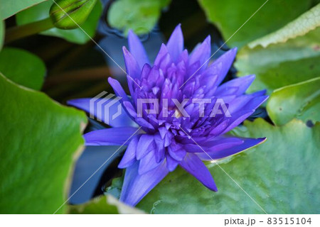 熱帯の青い睡蓮 熱帯の青い睡蓮 83515104