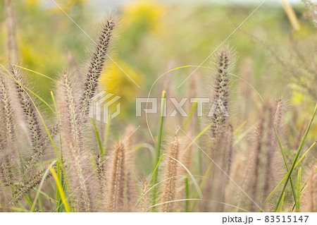 穂を付けた野原の草木 83515147