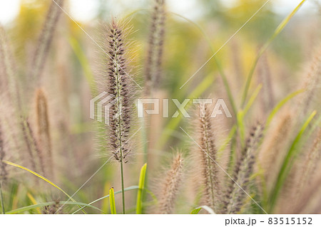 穂を付けた野原の草木 83515152