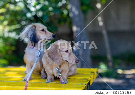 公園で散歩をするダックスフンド　2匹 83515268